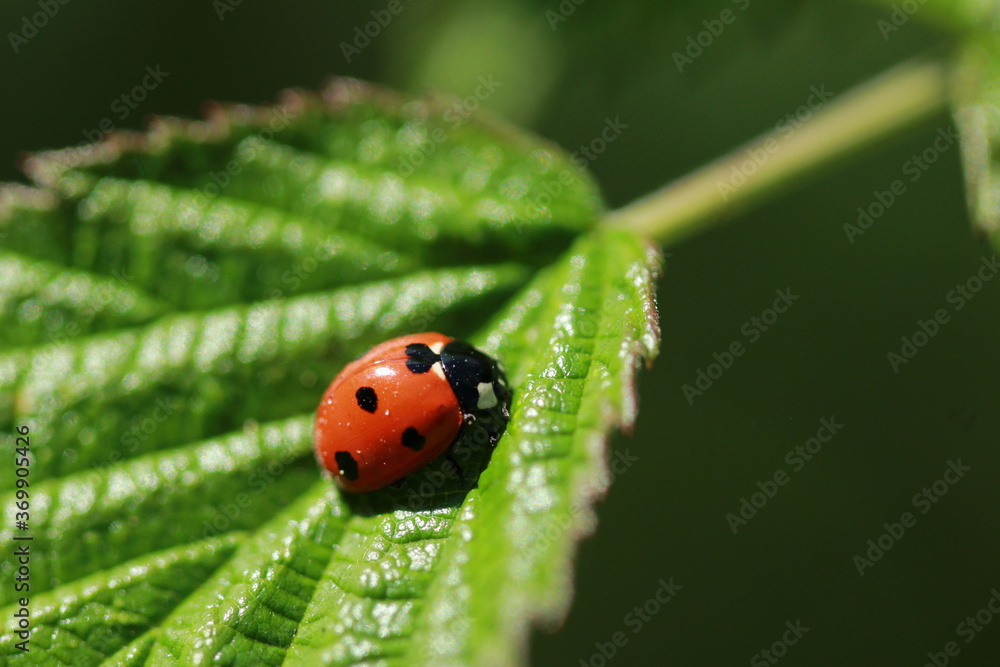 Coccinelle sur une feuille de ronce Coccinelle sur une feuille de ronce