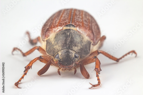 closeup insect cockchafer on a white background. Insects and Zoology