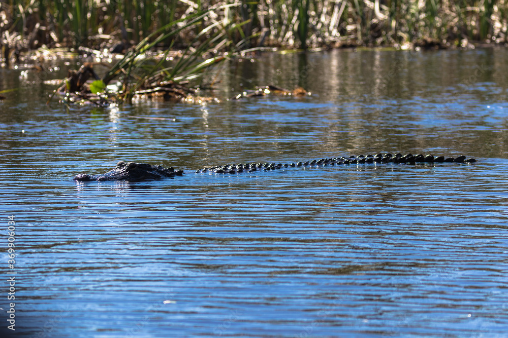 Alligator swimming in the Everglades, Florida, USA Alligator swimming in the Everglades, Florida, USA