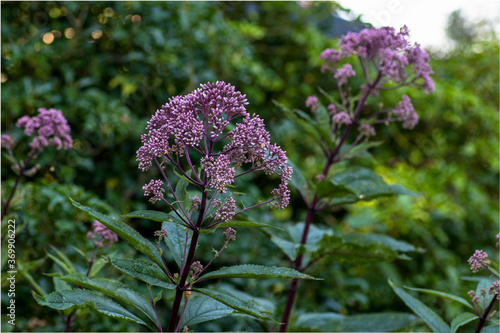 Joe pye weed (Eupatorium maculatum 'Atropurpureum') photo