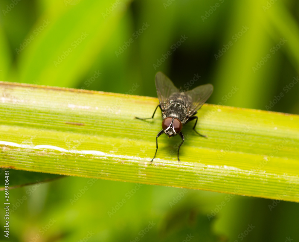 Naklejka premium fly on a green leaf