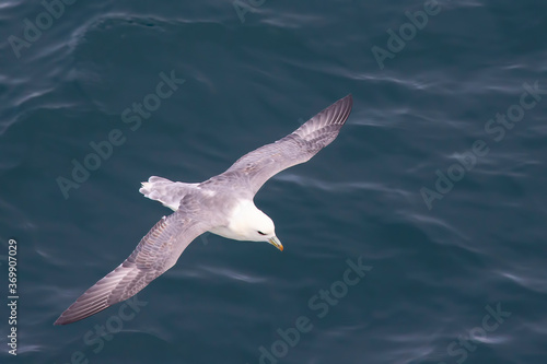 Seagull flying over the surface of the ocean © photosaint