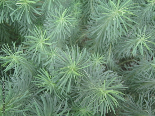 green pine needles