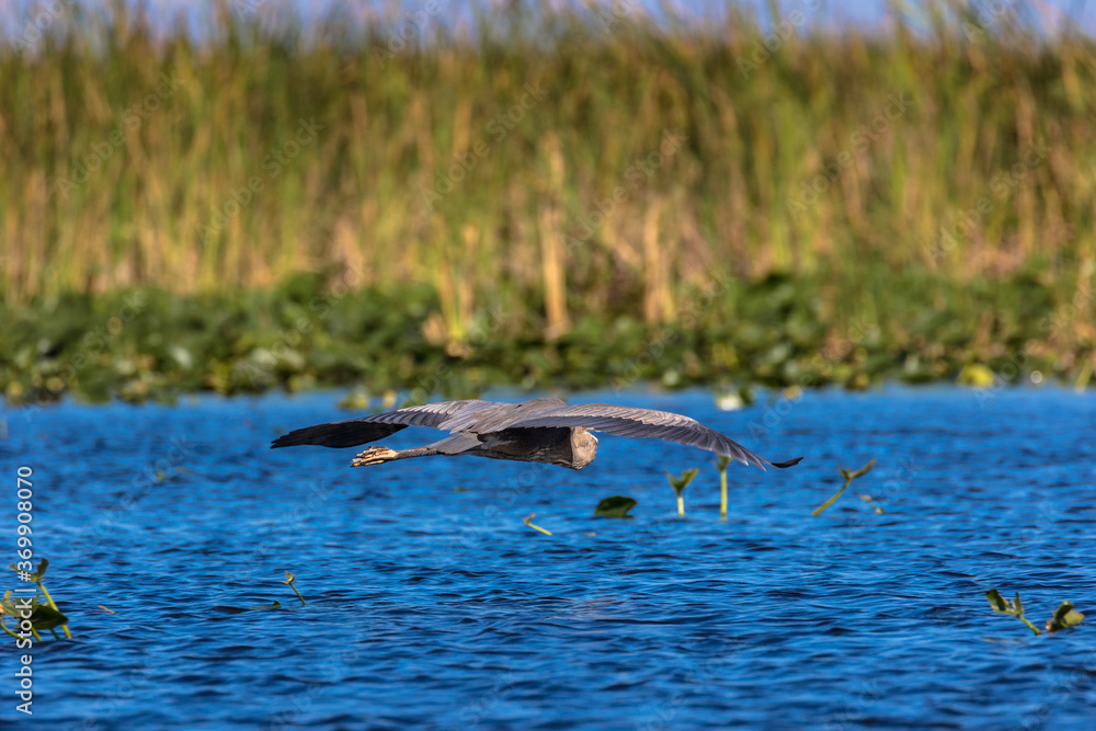 Fototapeta premium Heron flying over the Everglades National Park, Florida, USA