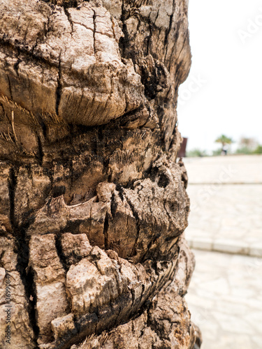 Tree, Palma de Mallorca