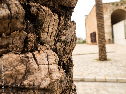 Tree, Palma de Mallorca