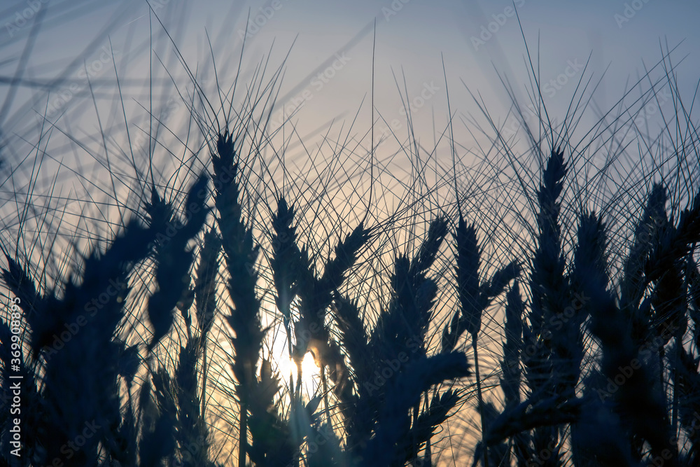 Fototapeta premium Silhouette of growing wheat close-up on the background of a sunny sunset. Agronomy and agriculture. Food industry.