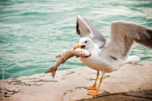 seagull eating fish near the river, hungry concept 
