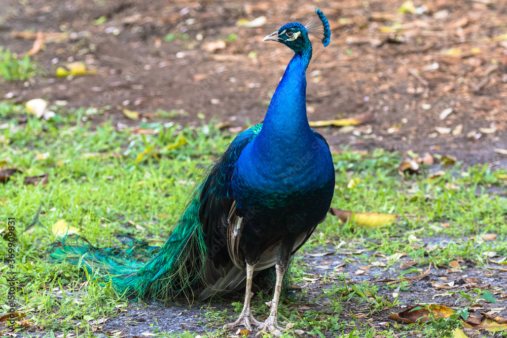 Obraz premium The blue and green colours of the male Peacock