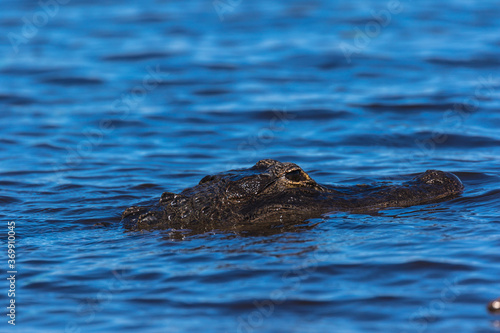Alligator swimming in the Everglades, Florida, USA © Ian Kennedy