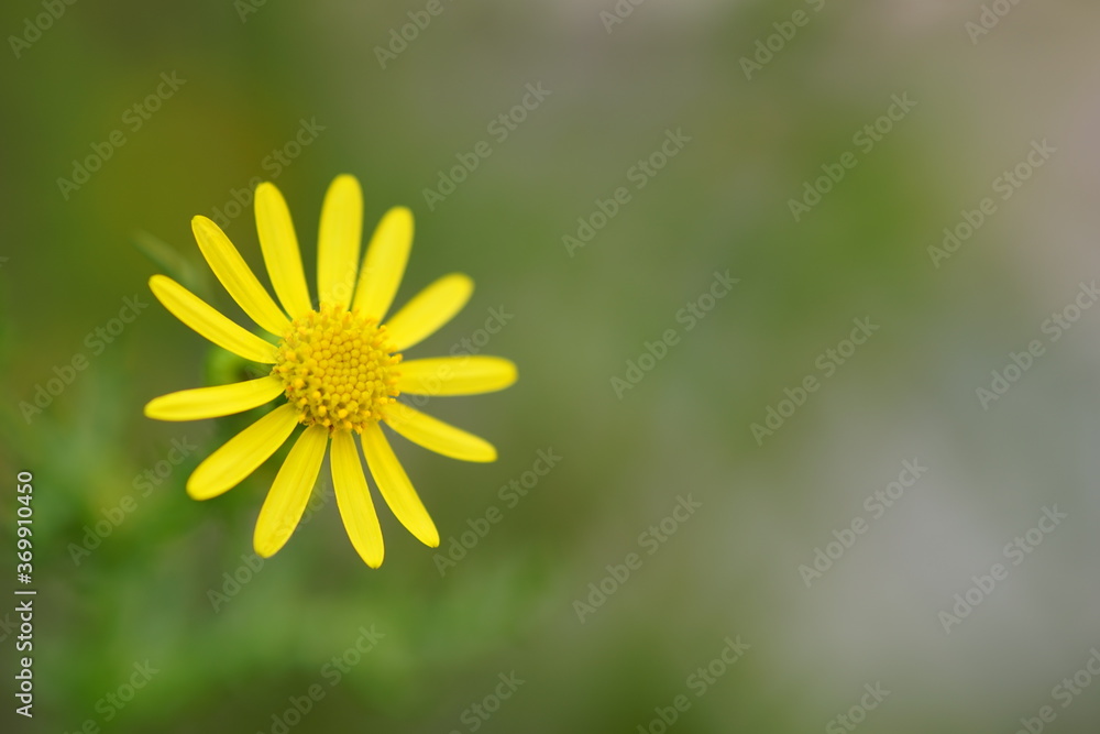 Lovely yellow flower in natural blurred bokeh of the garden. Macro photo Lovely yellow flower in natural blurred bokeh of the garden. Macro photo
