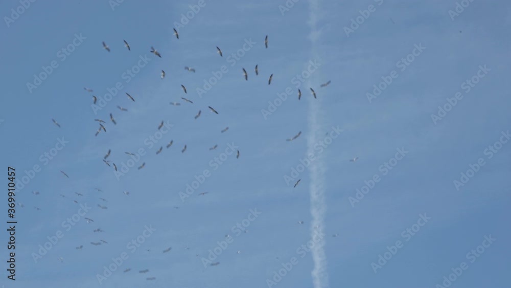 storks fly away,storks are circling in the sky and preparing to fly to warm countries storks fly away,storks are circling in the sky and preparing to fly to warm countries