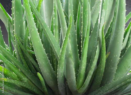 Close up of Aloe vera planted.