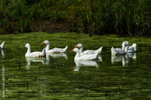 Geese floating in pond in summer