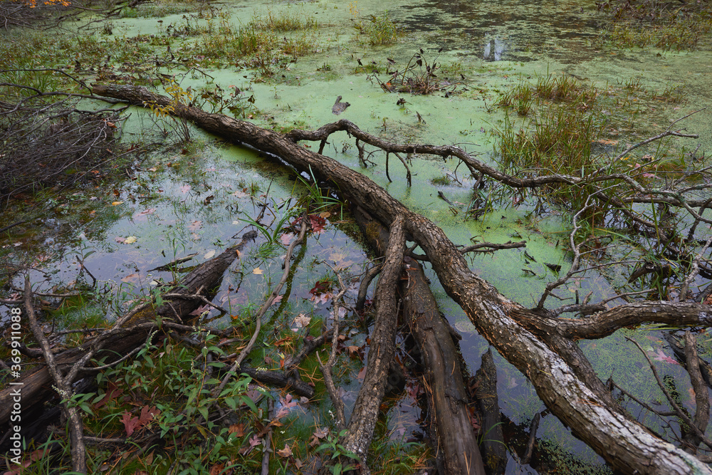 Swamp in Massachusetts, USA Swamp in Massachusetts, USA