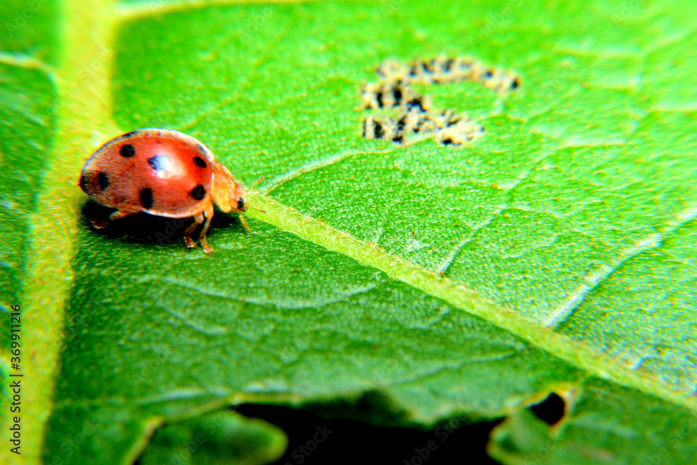 The Ladybug and a leaf The Ladybug and a leaf