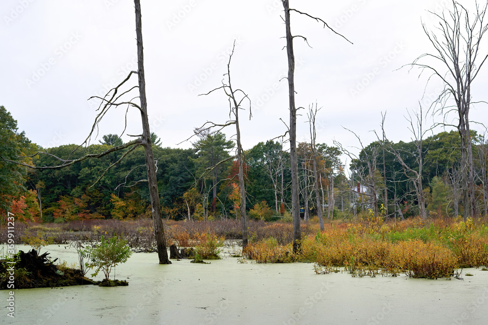 Swamp in Massachusetts, USA