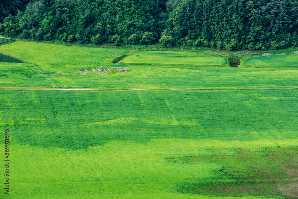 Beautiful rural scenic landscape,Avena Sativa,Oat green field of the riverside.