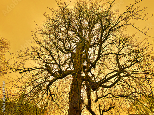 golden dead tree