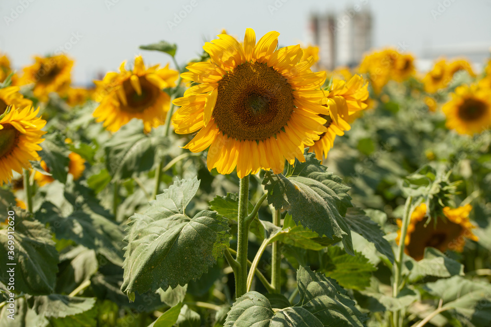 Obraz premium Sunflower field at summer