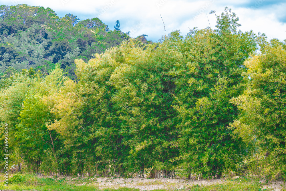 Obraz premium blurry nature background of bamboo trees with green leaves planted along the rice fields, with cool wind blowing through, the integrity of the ecology.