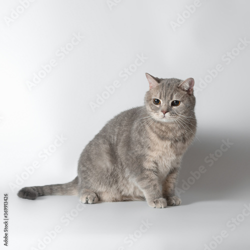 British shorthair cats on the studio background