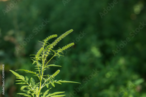 Ragweed bushes. Ambrosia artemisiifolia causing allergy summer and autumn. ambrosia is a dangerous weed. its pollen causes a strong allergy at the mouth during flowering.