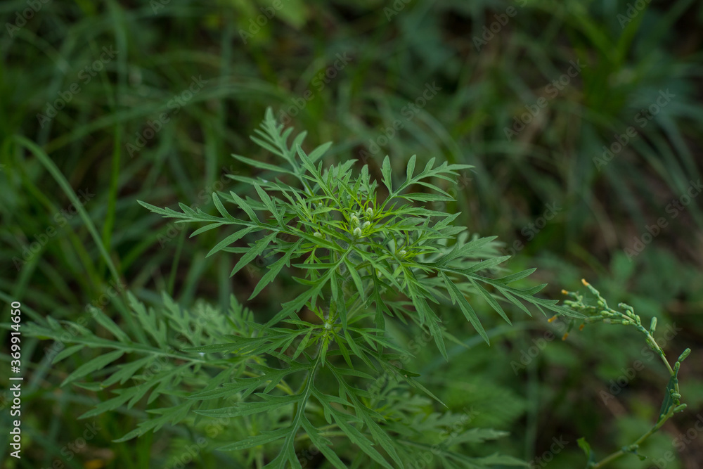 Ragweed bushes. Ambrosia artemisiifolia causing allergy summer and autumn. ambrosia is a dangerous weed. its pollen causes a strong allergy at the mouth during flowering. Ragweed bushes. Ambrosia artemisiifolia causing allergy summer and autumn. ambrosia is a dangerous weed. its pollen causes a strong allergy at the mouth during flowering.