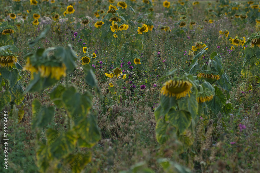 Obraz premium Sonnenblumenfeld