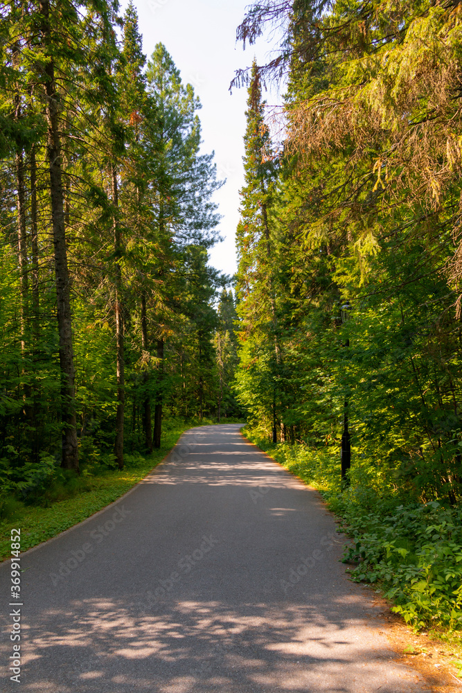 Naklejka premium Smooth and clean path in the forest - ideal for jogging