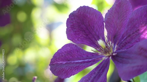 Violet Clematis close up in the wind in sunny garden. Purple detail flower with copy space at left side in Looped naturre Ultra HD video footage 4k for gardening or women parfume. photo