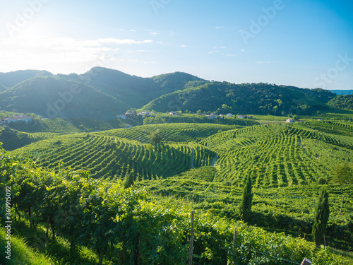 Vineyards in Valdobbiadene, hills of prosecco wine