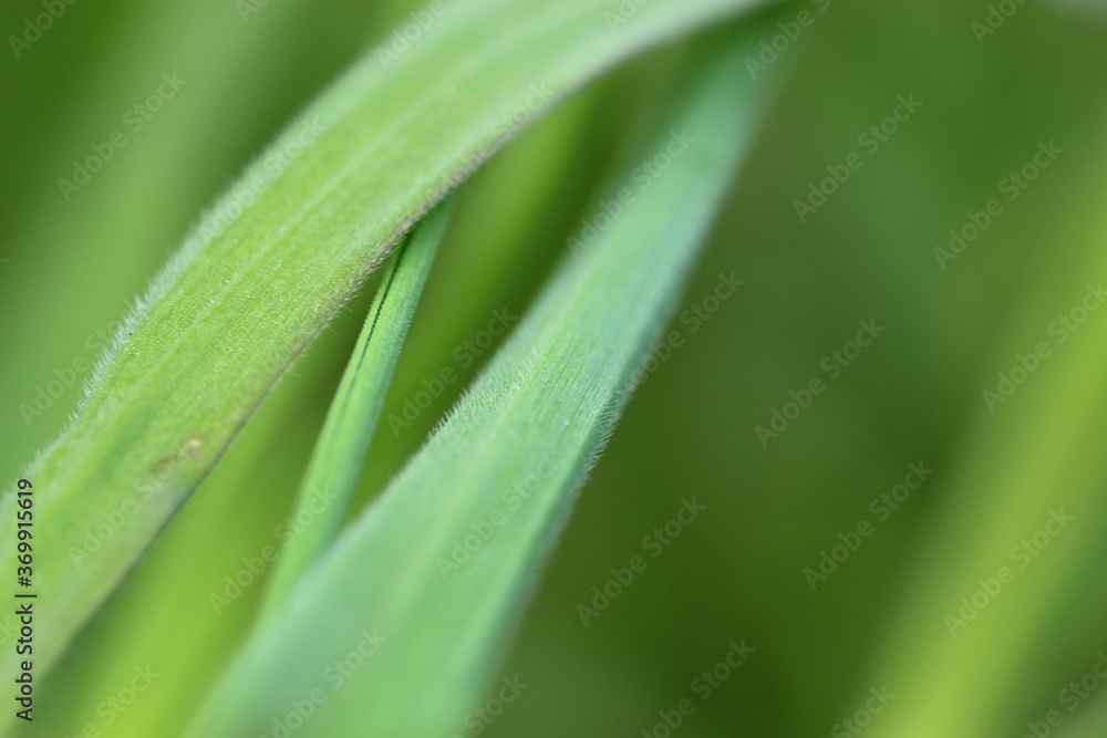 Obraz premium Gras, Wiese, Grashalm, Natur, Makro, Nahaufnahme