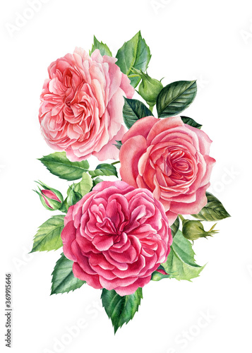 flowers  pink roses on isolated white background  watercolor illustration  greeting cards