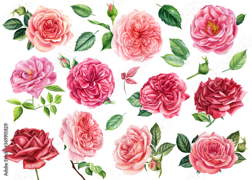 Set of pink and red roses flowers, green leaves on isolated white background, watercolor illustration greeting cards