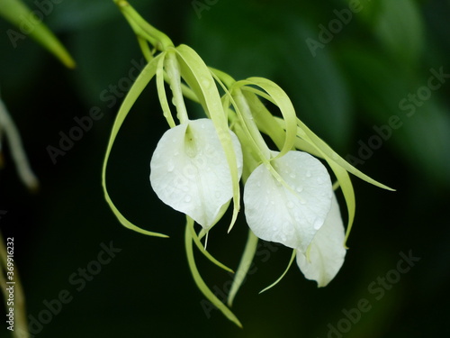 
Brassavola nodosa, orchid. Orchidaceae family
 photo