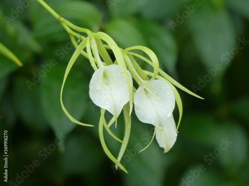 
Brassavola nodosa, orchid. Orchidaceae family
 photo