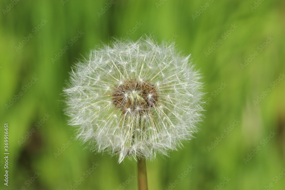 Löwenzahn, Blume, Blüte, Natur, Pflanze, Wiese, blühen,Feld, Pusteblume