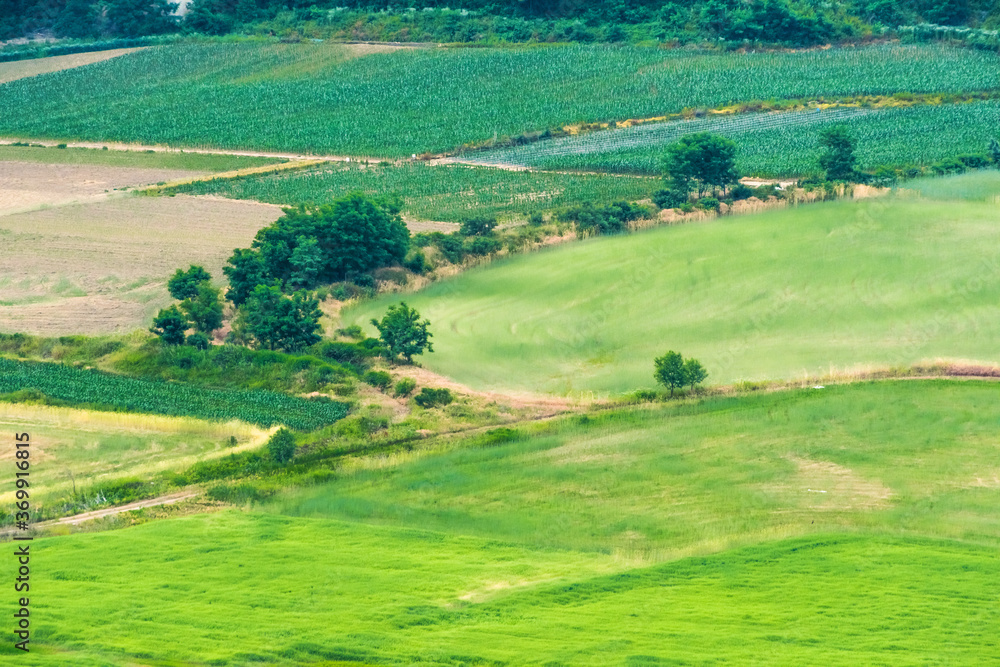 Beautiful rural scenic landscape,Avena Sativa,Oat green field of the riverside.