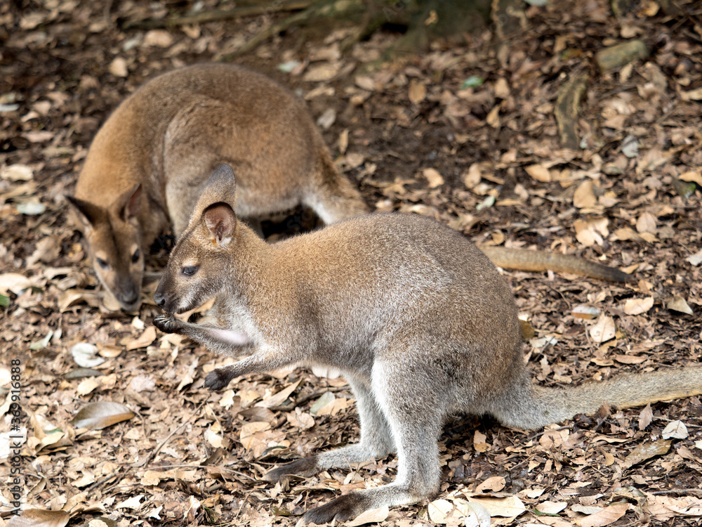 Naklejka premium ベネットアカクビワラビー