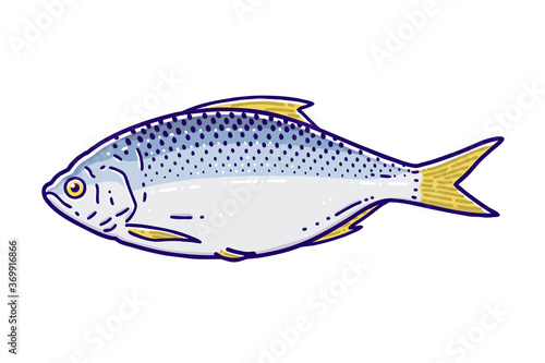 Gizzard shad. Colored vector illustration.