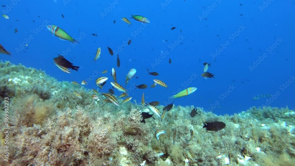 Mediterranean sea underwater - Colourful reef fishes Mediterranean sea underwater - Colourful reef fishes