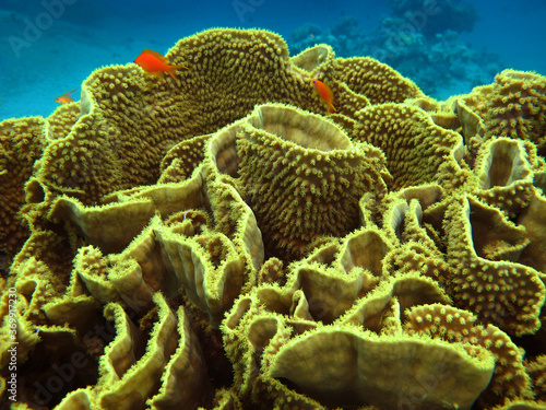 Tropical red fish and hard coral on the reef in the ocean