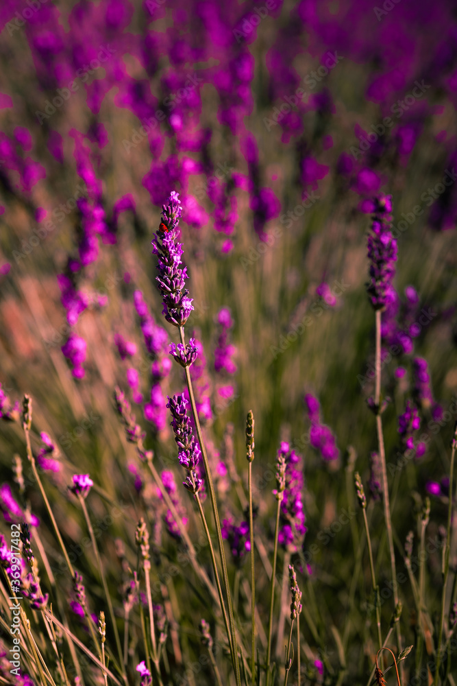 Lavender fields in Brihuega, Guadalajara, Spain. Lavender fields in Brihuega, Guadalajara, Spain.