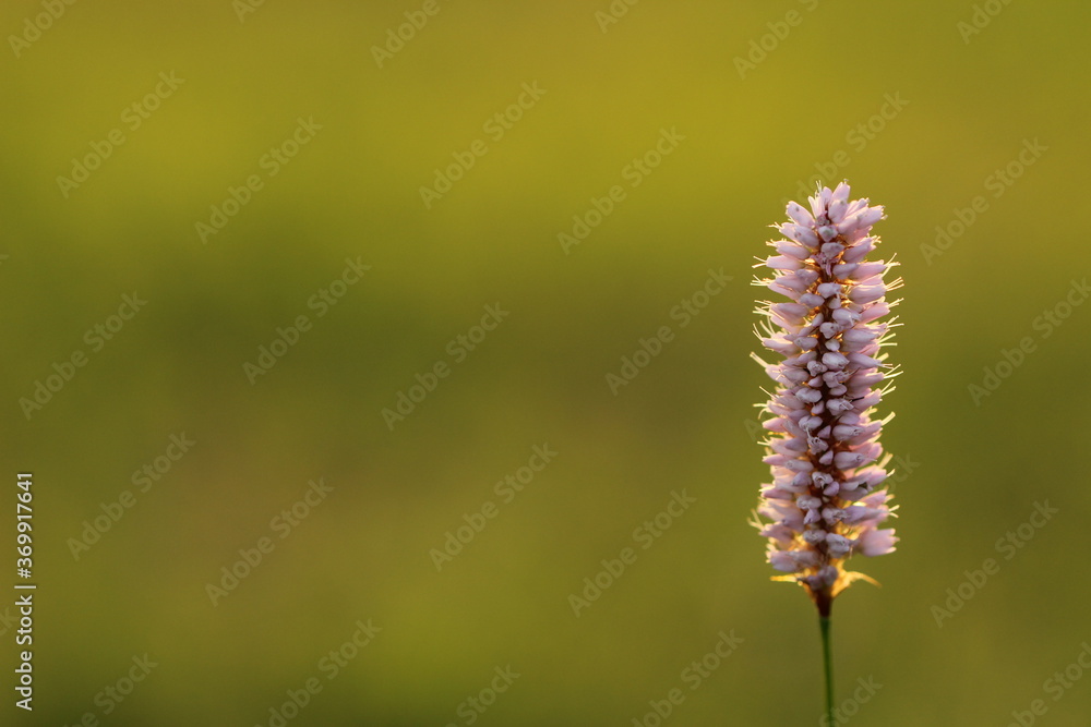 Blume, Blüte, Natur, Pflanze, Wiese, blühen,Feld