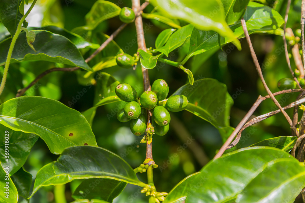 Raw coffee beans