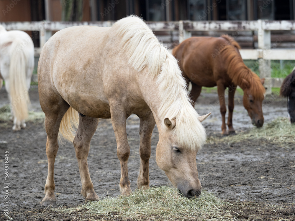 Obraz premium 馬 ポニー