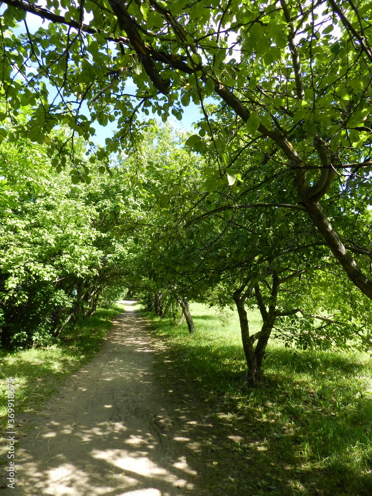 Obraz premium trees in the park