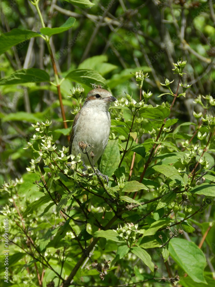 dove on a branch