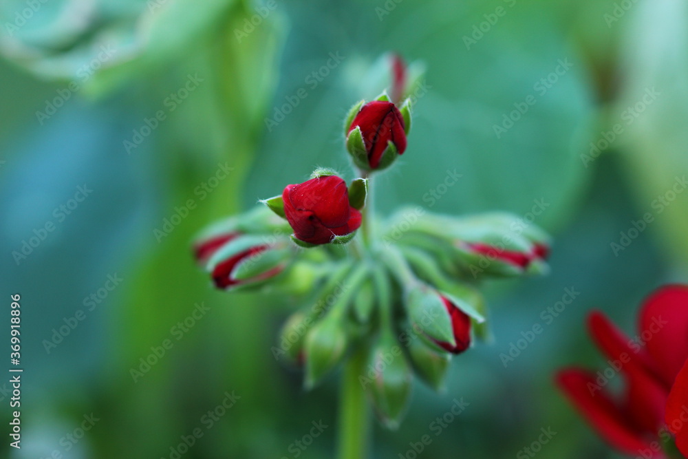 Blume, Wiese, Natur, Pflanze, Makro, Nahaufnahme Blume, Wiese, Natur, Pflanze, Makro, Nahaufnahme
